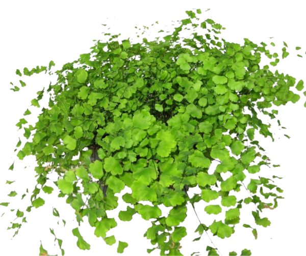 ADIANTUM LENTEJA