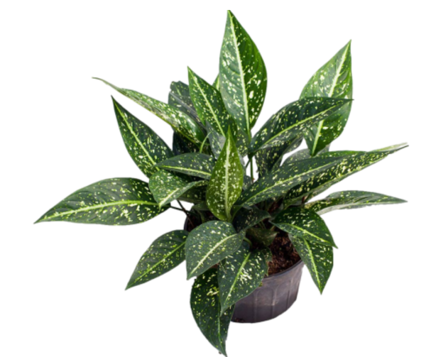 AGLAONEMA PERDIZ B14