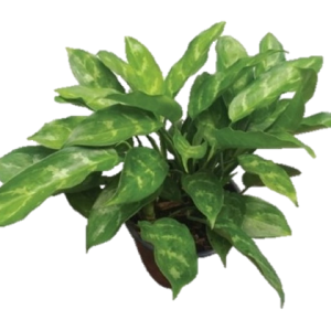 AGLAONEMA CAFETO