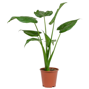 ALOCASIA CUCULLATA