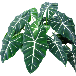 ALOCASIA FRYDEK RAYADA