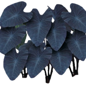 ALOCACIA MORADA, BLACK MAGIC