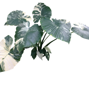 ALOCASIA VARIEGADA B15
