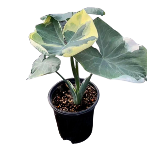 ALOCASIA VARIEGADA B20