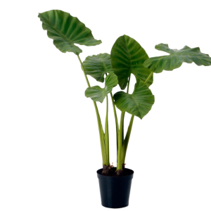 ALOCASIA VERDE B14