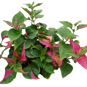 ALTERNANTHERA PARTY TIME