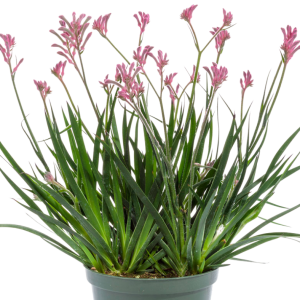 ANGELIONA O ANIGOZANTO