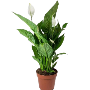 ANTURIO SPATOFILIUM GRANDE