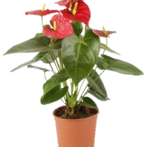 ANTURIO  IMPORTADO M14