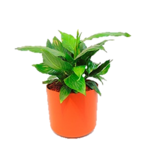 ANTURIO SPATOFILIUM PEQUEÑO