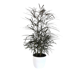 ARALIA ELEGANTISIMA M14 (25CM)