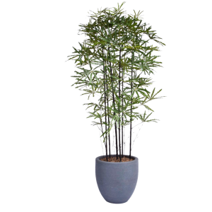 ARALIA ELEGANTISIMA B14 (80CM)