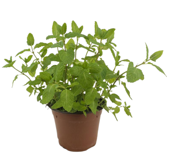 AROMATICA MENTA.