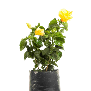 ASTROMELIO CENTRO ROJO B12 (30CM SAN JOAQUIN)