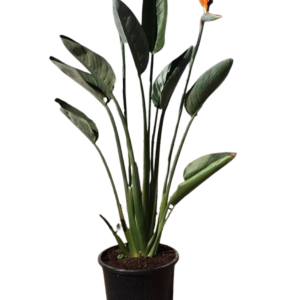 AVE DEL PARAÍSO GRANDE