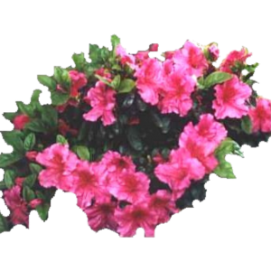 AZALEAS BIFLORA