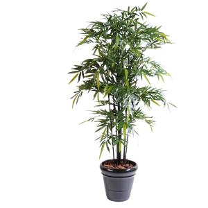 BAMBU CHIMONO CHINO GUADUILLA B14 HASTA 1 MTR