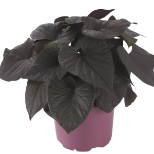 BATATILLA MORADA IPOMOEA