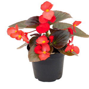 BEGONIA BIC ROSADA CONCHITA PEQ