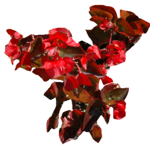 BEGONIA PICHON B08
