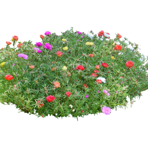 BELLAS LAS ONCE PORTULACAS CNT