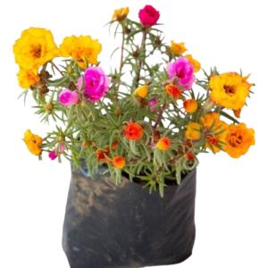 BELLAS LAS ONCE PORTULACAS B14