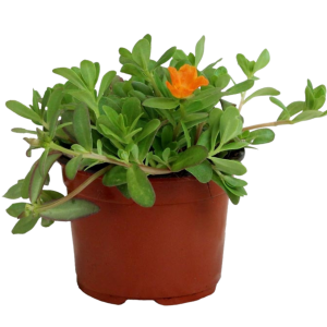 BELLAS LAS ONCE SURTIDA  B7