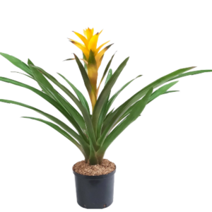 BROMELIA  VRISEA  FLOR AMARILLA