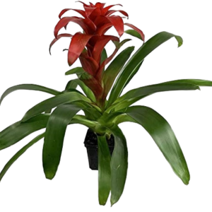 BROMELIA LUNA