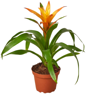 BROMELIA OPTIMA NARANJA