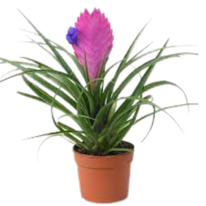 BROMELIA Y GUZMANIA