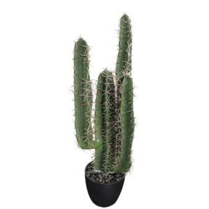 CACTUS  MEDIANO