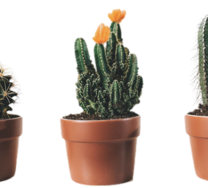CACTUS (MINI)