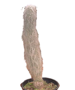 CACTUS VIEJITO M14