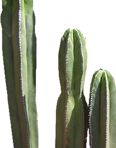 CACTUS CEREUS HEXAGONUS B20 X 3