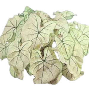 CALADIUM_ FANCY-LEAVED_ WHITE .