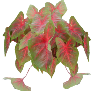 CALADIUM .