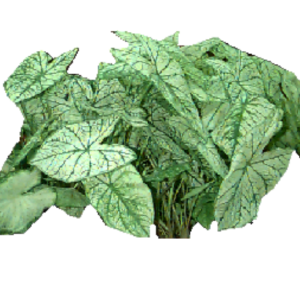 CALADIUM, WHITE .