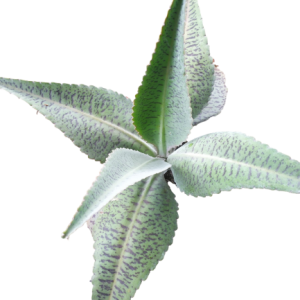 CALANCHOE MEXICANO B14