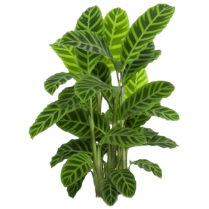 CALATHEA CEBRA B14 (40CM)