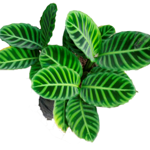 CALATHEA CEBRINA