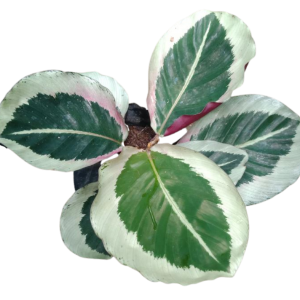 CALATHEA CYNTHIA BORDE BLANCO