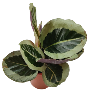 CALATHEA MEDALLON B14 (30CM)