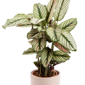 CALATHEA PLATEADA