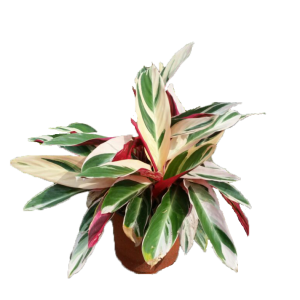 CALATHEA TRIOSTAR TRICOLOR