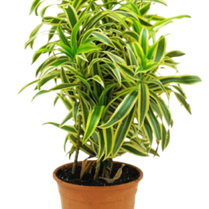 CANCION DE LA INDIA B14