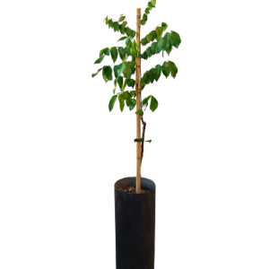 CARAMBOLO ICAMBOLO  PRO B8X16 (50CM)