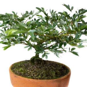 BONSAI CARBONERO