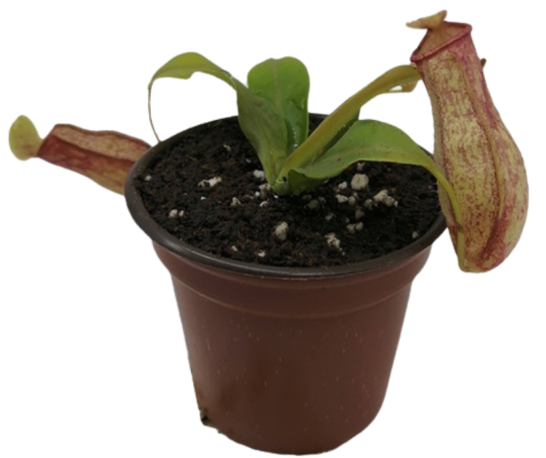 CARNIVORA NEPHENTES
