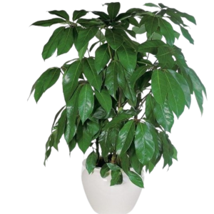 CHEFLERA GIGANTE B20